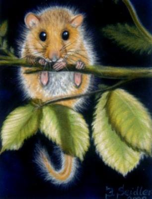 Haselmaus - Jana Seidler - Array auf Array - Array - Array Haselmaus - Jana Seidler - Array auf Array - Array - Array