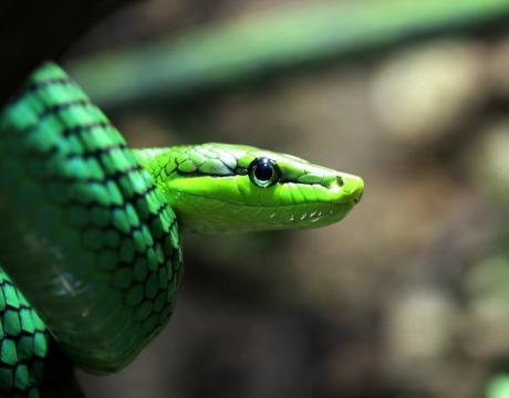 Spitzkopfnatter - Ursula Di Chito - auf - - Spitzkopfnatter - Ursula Di Chito - auf - -