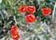 Mohnblumen - Timm-H. Wemper - auf - Blumen-Mohn - Mohnblumen - Timm-H. Wemper - auf - Blumen-Mohn -