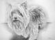 Yorkshire Terrier Portrait (2004) Stefan Weber - Stefan Weber - Bleistift-Graphit auf - Sonstiges-Portrait - Yorkshire Terrier Portrait (2004) Stefan Weber - Stefan Weber - Bleistift-Graphit auf - Sonstiges-Portrait -