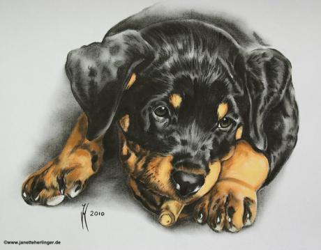 Baby-Rottweiler Alexis (2010) - Janette Herlinger - Array auf Array - Array - Baby-Rottweiler Alexis (2010) - Janette Herlinger - Array auf Array - Array -