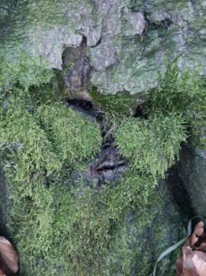 32. Moosgesicht 2 - Burre Carmen - auf - Array - 32. Moosgesicht 2 - Burre Carmen - auf - Array -