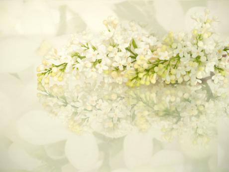 Fliederträume - Annett Tropschug - Array auf - Array - Fliederträume - Annett Tropschug - Array auf - Array -