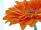 Gerbera - Annett Tropschug - auf - Blumen-Harmonie - Gerbera - Annett Tropschug - auf - Blumen-Harmonie -