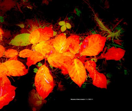 ---Foto 1 - Mario Kirchner - Array auf - - ---Foto 1 - Mario Kirchner - Array auf - -