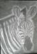 Zebra - Anita Novacek - Bleistift auf - Fantastisch-Wildtiere - Zebra - Anita Novacek - Bleistift auf - Fantastisch-Wildtiere -