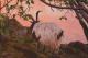 Bock - Marina Schneider - Acryl auf  - Wildtiere-Berge-See-Abend-Sonnenuntergang - 