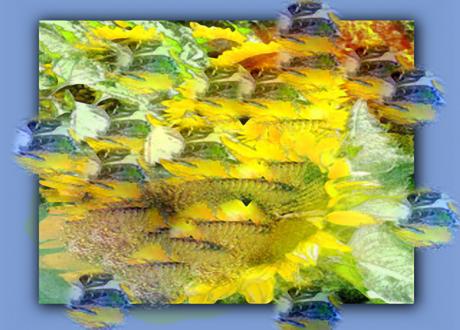 Sonnenblumen - Helmut Englisch - Jeremias Salse - Array auf  - Array - 