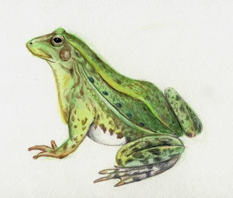 Frosch - Karin Liste - Array auf - Array - Frosch - Karin Liste - Array auf - Array -