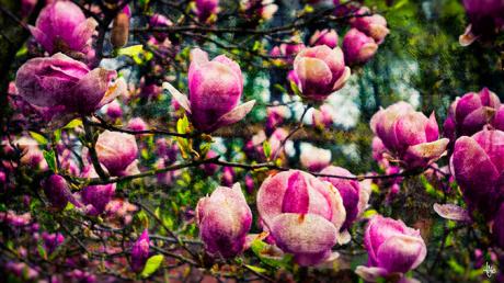 Magnolien - Heiko Westphalen - Array auf - Array - Magnolien - Heiko Westphalen - Array auf - Array -