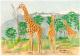 Giraffe-Triologie - Claudia Lüthi - Farbstift auf - Wildtiere - Giraffe-Triologie - Claudia Lüthi - Farbstift auf - Wildtiere -